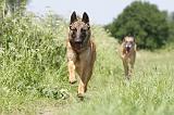 MALINOIS 768